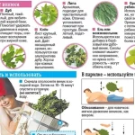 Изготовление надлежащего банного веника. Инфографика