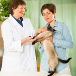 Можно ли пересадить органы коту: мнение ветеринара Платоновой