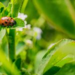 Встречайте лето вместе с Coccinelle