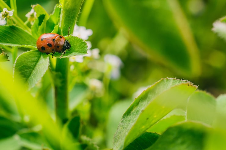 Встречайте лето вместе с Coccinelle