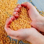 Из какой крупы готовят пшенную кашу?