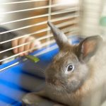 Создание клеток для кроликов своими руками: пошаговая инструкция