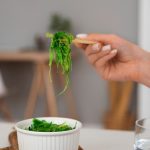 Какие водоросли применяют при создании суши