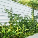 Какие растения выбрать для создания живой изгороди