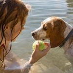 Как кошки переносят морскую воду, а людям это опасно