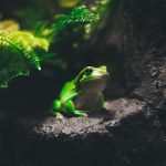 NORQAIN и Дин Шнайдер выпустили ограниченную коллекцию часов Wild One Hakuna Mipaka