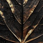 Meowshka выпустила новую коллекцию Golden Haze