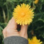 Как использовать одуванчики: от корней до цветков