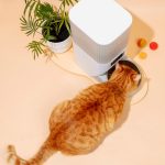 Знаменитая кошка Шупетт стала лицом рекламной кампании Hublot