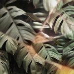 BAON представляет новую коллекцию в стиле сафари