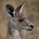 Кенгуру готовятся к юбилею, отмечая 30 лет с момента основания.