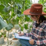 Как защитить огурцы от тли, не потеряв урожай