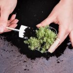 Как обеспечить успешную посадку растений в каменные кашпо