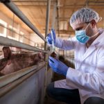 Сальмонеллез у крупного рогатого скота: причины, признаки, лечение и меры профилактики