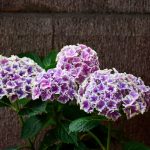 Городенция Лаймлайт: характеристики сорта и правила ухода