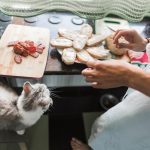 Ветеринар Покровская рассказала о пользе и рисках кормления кошек сырым мясом