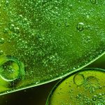 Фукус, келп, спирулина: почему все пьют биодобавки с водорослями