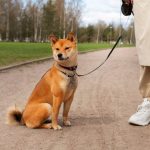 Опасность ошейников для собак: ежегодно регистрируется 26 тысяч травм