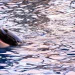 Как создать эффект кожи дельфина: новый бьюти-тренд