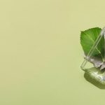 Новые ароматы от российских парфюмеров