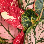 Коллекция LIMÉ Summer’25: принты с пальмами, натуральные материалы и украшения в форме цветов и кораллов