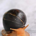 В чем секрет популярности косметики с муцином улитки?