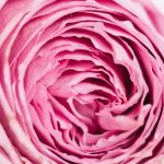 Стальная роза из тонколистового металла