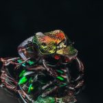 Тайны звездных животов